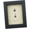 Giraffe Weevil Pair Trachelophorus giraffa Madagascar Beetles Framed Taxidermy