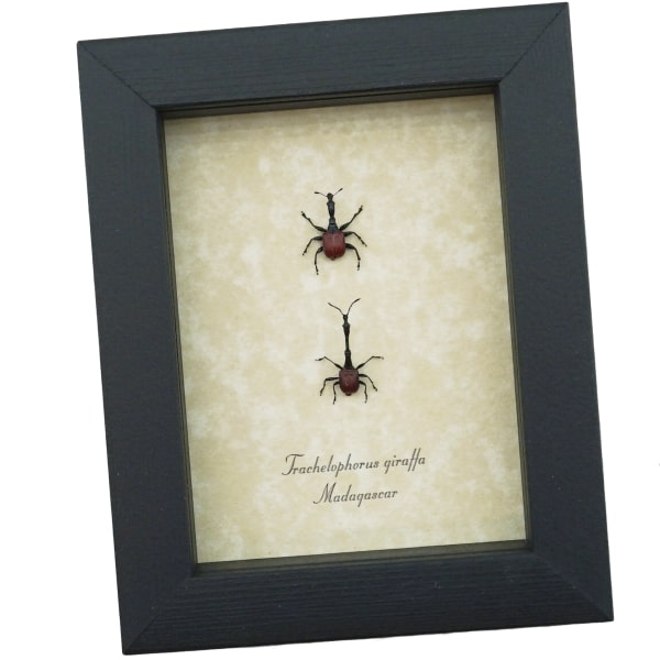 Giraffe Weevil Pair Trachelophorus giraffa Madagascar Beetles Framed Taxidermy
