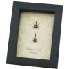 Giraffe Weevil Pair Trachelophorus giraffa Madagascar Beetles Framed Taxidermy