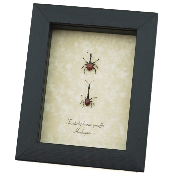 Giraffe Weevil Pair Trachelophorus giraffa Madagascar Beetles Framed Taxidermy