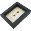 Giraffe Weevil Pair Trachelophorus giraffa Madagascar Beetles Framed Taxidermy