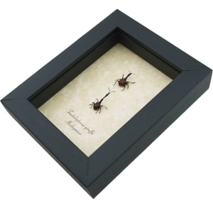 Giraffe Weevil Pair Trachelophorus giraffa Madagascar Beetles Framed Taxidermy