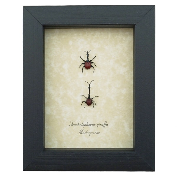 Giraffe Weevil Pair Trachelophorus giraffa Madagascar Beetles Framed Taxidermy