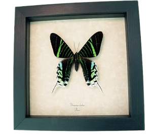 Real Framed Moth Green Banded Urania leilus Taxidermy Display