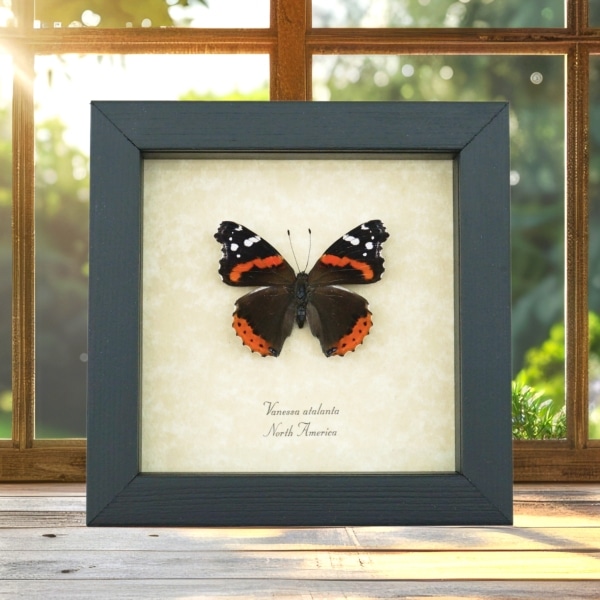 Vanessa atalanta Red Admiral Butterfly Framed Taxidermy Display