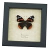 Vanessa atalanta Red Admiral Butterfly Framed Taxidermy Display