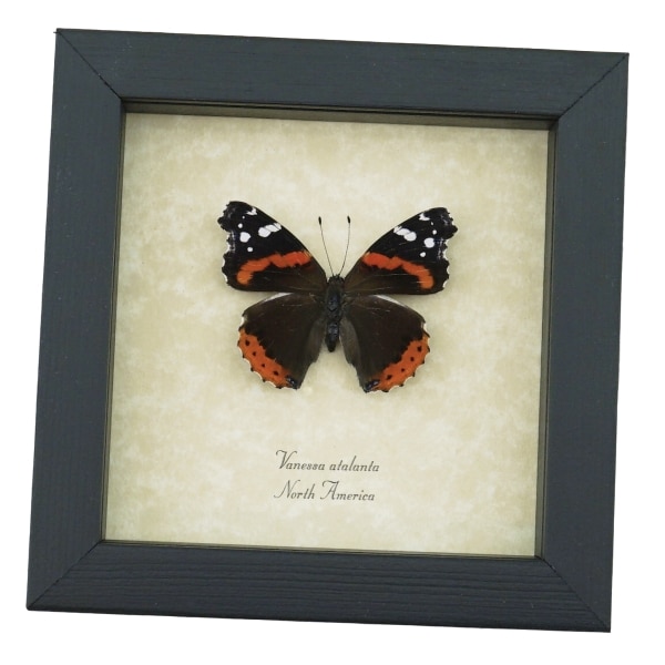 Vanessa atalanta Red Admiral Butterfly Framed Taxidermy Display