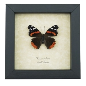 Vanessa atalanta Red Admiral Butterfly Framed Taxidermy Display