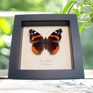 Vanessa atalanta Red Admiral Butterfly Framed Taxidermy Display