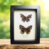 Red Admiral Butterflies Vanessa atalanta Pair Framed Taxidermy Display