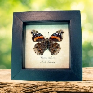 Vanessa atalanta Verso Red Admiral Butterfly Framed Taxidermy Display