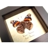 Vanessa atalanta Verso Red Admiral Butterfly Framed Taxidermy Display