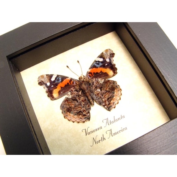 Vanessa atalanta Verso Red Admiral Butterfly Framed Taxidermy Display