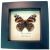 Vanessa atalanta Verso Red Admiral Butterfly Framed Taxidermy Display