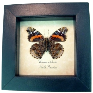 Vanessa atalanta Verso Red Admiral Butterfly Framed Taxidermy Display