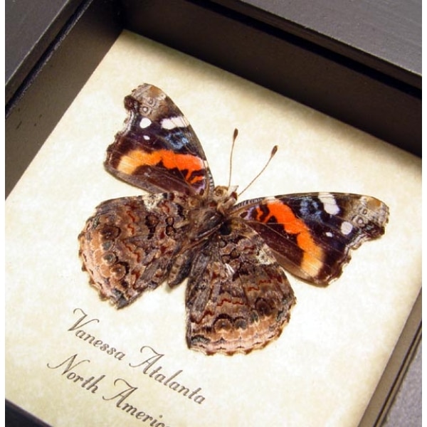 Vanessa atalanta Verso Red Admiral Butterfly Framed Taxidermy Display