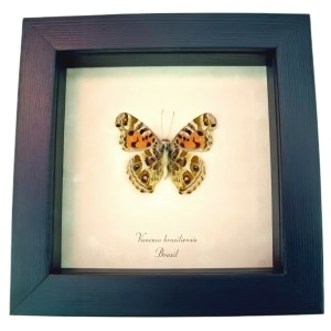 Brazilian Painted Lady Butterfly Vanessa Braziliensis Verso Framed Taxidermy Display