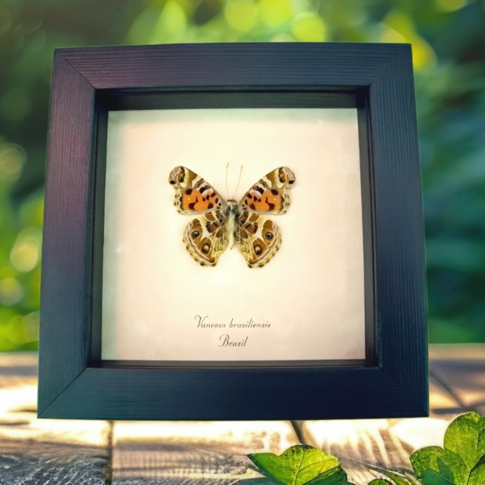 Brazilian Painted Lady Butterfly Vanessa Braziliensis Verso Framed Taxidermy Display