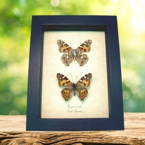 Painted Lady Butterflies Vanessa cardui Pair Real Framed Taxidermy Display