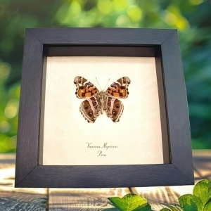 Vivid Painted Lady Butterfly Vanessa myrinna Framed Taxidermy Display