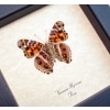 Vanessa myrinna Vivid Painted Lady Butterfly Framed Taxidermy Display