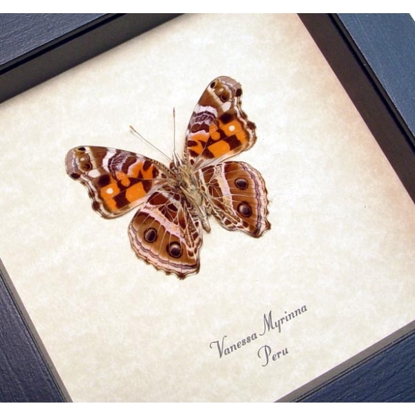 Vanessa myrinna Vivid Painted Lady Butterfly Framed Taxidermy Display