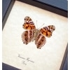 Vanessa myrinna Vivid Painted Lady Butterfly Framed Taxidermy Display