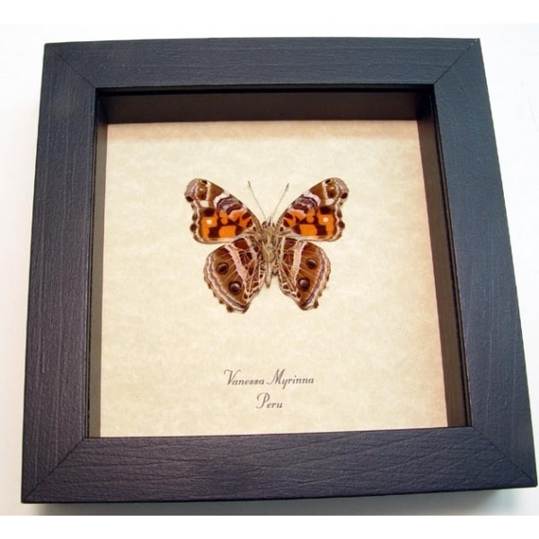 Vanessa myrinna Vivid Painted Lady Butterfly Framed Taxidermy Display