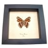 Vivid Painted Lady Butterfly Vanessa myrinna Framed Taxidermy Display