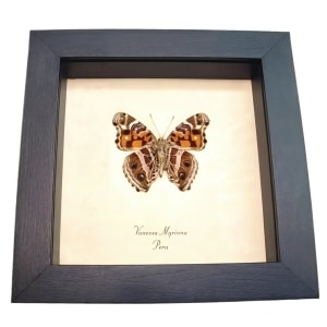 Vivid Painted Lady Butterfly Vanessa myrinna Framed Taxidermy Display