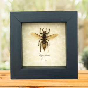 Vespa crabro Banded European Hornet Real Framed Taxidermy Display