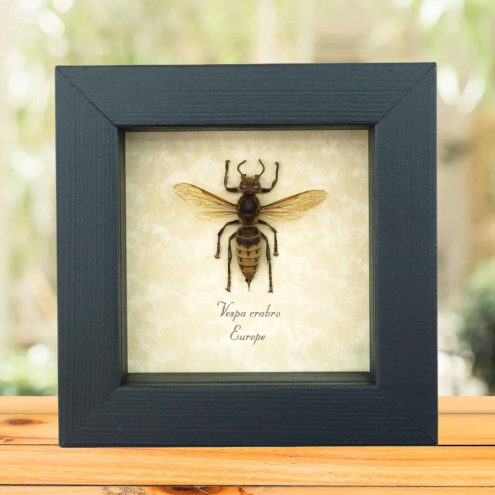 Vespa crabro Banded European Hornet Real Framed Taxidermy Display Vespa crabro Banded European Hornet Real Framed Taxidermy Display