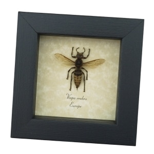 Vespa crabro Banded European Hornet Real Framed Taxidermy Display