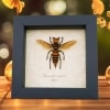 Murder Hornet Vespa mandarinia japonica Large Asian giant Hornet Framed Taxidermy