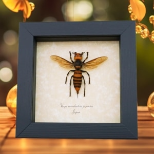Murder Hornet Vespa mandarinia japonica Large Asian giant Hornet Framed Taxidermy