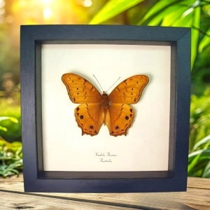 Golden Cruiser Butterfly Vindula arsinoe Framed Taxidermy Display
