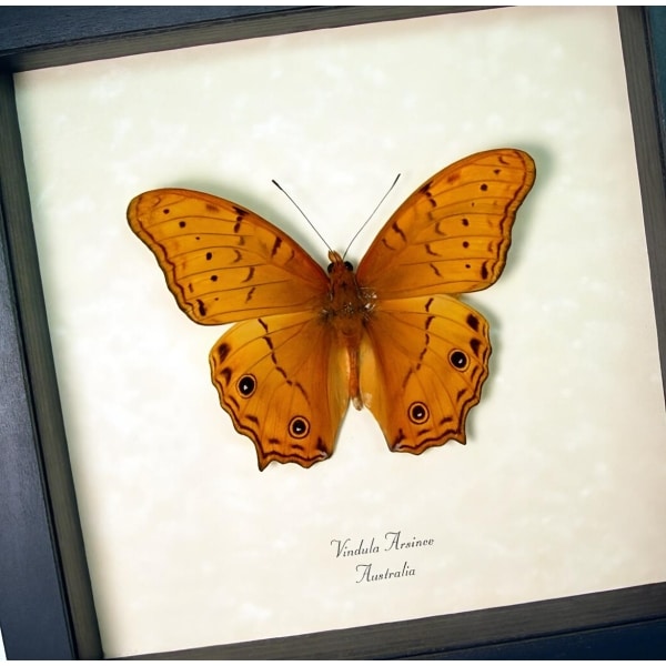 Golden Cruiser Butterfly Vindula arsinoe Framed Taxidermy Display