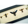 Wasp Collection 5 Exotic Wasps Framed Display Hymenoptera Species