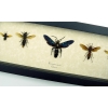 Wasp Collection 5 Exotic Wasps Framed Display Hymenoptera Species