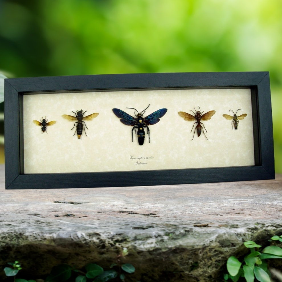 Real Framed Wasp Collection Set Of 5 Insect Taxidermy Display Real Framed Wasp Collection Set Of 5 Insect Taxidermy Display