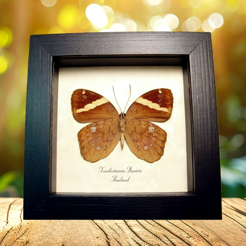 Forest Butterfly Xanthotaenia busiris Verso Framed Taxidermy Display