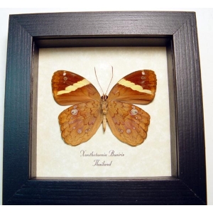 Xanthotaenia busiris Verso Butterfly Framed Taxidermy Display