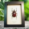 Framed Beetle Xylotrupes florensis Taxidermy Display