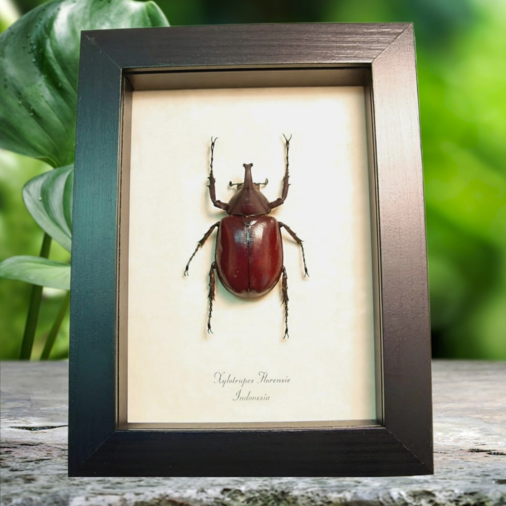 Framed Beetle Xylotrupes florensis Taxidermy Display