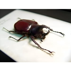 Framed Beetle Xylotrupes florensis Taxidermy Display