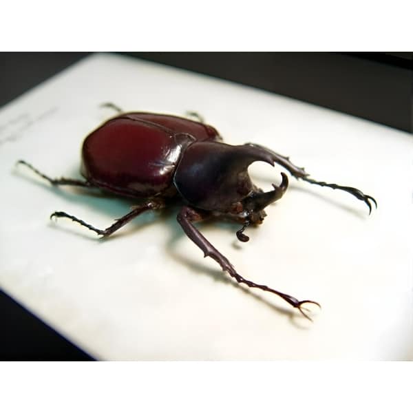 Framed Beetle Xylotrupes florensis Taxidermy Display