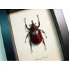 Xylotrupes florensis Rhino Beetle Framed Taxidermy Display