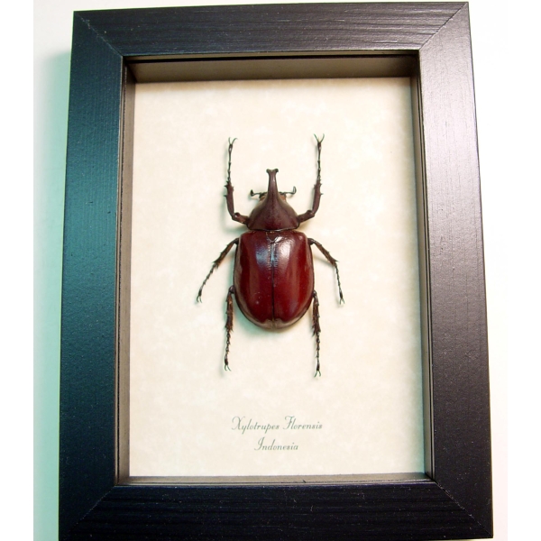Xylotrupes florensis Rhino Beetle Framed Taxidermy Display Xylotrupes florensis Rhino Beetle Framed Taxidermy Display