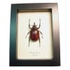 Framed Beetle Xylotrupes florensis Taxidermy Display