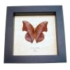 Framed Leaf mimic Butterfly Zaretis isidora Verso Taxidermy Display